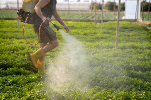 Best Affordable Pest Control Services  in Woodstock, AL