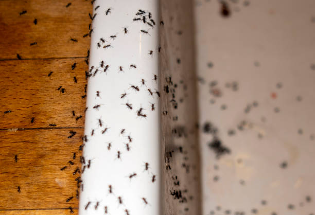 Best Residential Pest Control  in Woodstock, AL