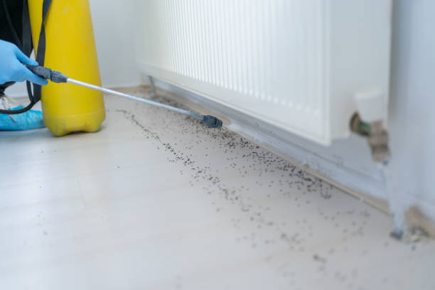 Best Affordable Pest Control Services  in Woodstock, AL